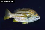 lutjanus carponotatus lutjanus carponotatus