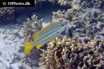 lutjanus carponotatus lutjanus carponotatus