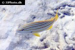 lutjanus carponotatus lutjanus carponotatus