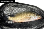 lutjanus cyanopterus lutjanus cyanopterus