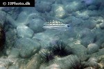 lutjanus decussatus lutjanus decussatus