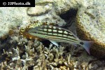 lutjanus decussatus lutjanus decussatus