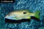 lutjanus ehrenbergii lutjanus ehrenbergii