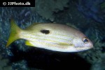 lutjanus ehrenbergii lutjanus ehrenbergii