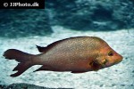 lutjanus gibbus lutjanus gibbus