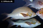 lutjanus gibbus lutjanus gibbus