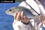 lutjanus griseus lutjanus griseus