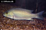 lutjanus griseus lutjanus griseus