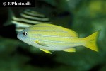 lutjanus kasmira lutjanus kasmira