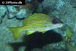 lutjanus kasmira lutjanus kasmira
