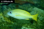 lutjanus kasmira lutjanus kasmira