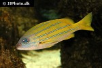 lutjanus kasmira lutjanus kasmira