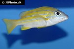 lutjanus kasmira lutjanus kasmira