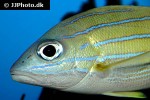 lutjanus kasmira lutjanus kasmira