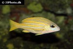 lutjanus kasmira lutjanus kasmira