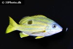 lutjanus kasmira lutjanus kasmira