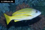 lutjanus kasmira lutjanus kasmira