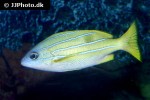 lutjanus kasmira lutjanus kasmira