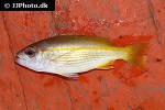 lutjanus lutjanus lutjanus lutjanus