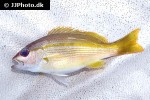 lutjanus lutjanus lutjanus lutjanus
