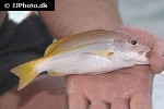 lutjanus madras lutjanus madras