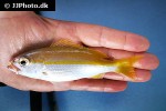 lutjanus madras lutjanus madras