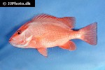 lutjanus malabaricus lutjanus malabaricus