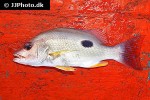 lutjanus monostigma lutjanus monostigma