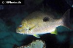 lutjanus monostigma lutjanus monostigma