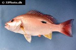 lutjanus monostigma lutjanus monostigma