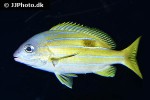 lutjanus quinquelineatus lutjanus quinquelineatus