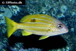 lutjanus quinquelineatus lutjanus quinquelineatus