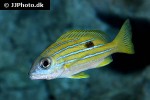 lutjanus quinquelineatus lutjanus quinquelineatus