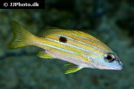 lutjanus quinquelineatus lutjanus quinquelineatus