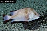 lutjanus sebae lutjanus sebae