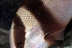 lutjanus sebae lutjanus sebae