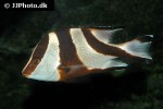 lutjanus sebae lutjanus sebae