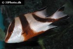 lutjanus sebae lutjanus sebae