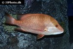 lutjanus sebae lutjanus sebae