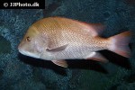 lutjanus sebae lutjanus sebae