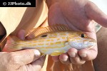 lutjanus synagris lutjanus synagris