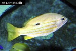 lutjanus synagris lutjanus synagris