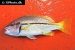 lutjanus vitta lutjanus vitta