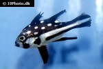 macolor macularis macolor macularis