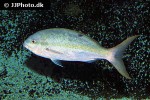 ocyurus chrysurus ocyurus chrysurus