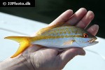 ocyurus chrysurus ocyurus chrysurus
