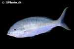 ocyurus chrysurus ocyurus chrysurus