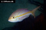 ocyurus chrysurus ocyurus chrysurus