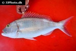pristipomoides multidens pristipomoides multidens