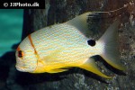 symphorichthys spilurus symphorichthys spilurus